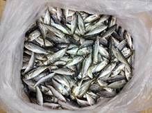 魚, 食品, 揚げ物, 座る が含まれている画像

AI 生成コンテンツは誤りを含む可能性があります。
